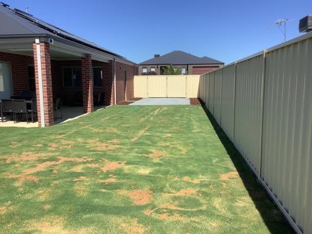 Freshly installed residential lawn beside a Colorbond fence